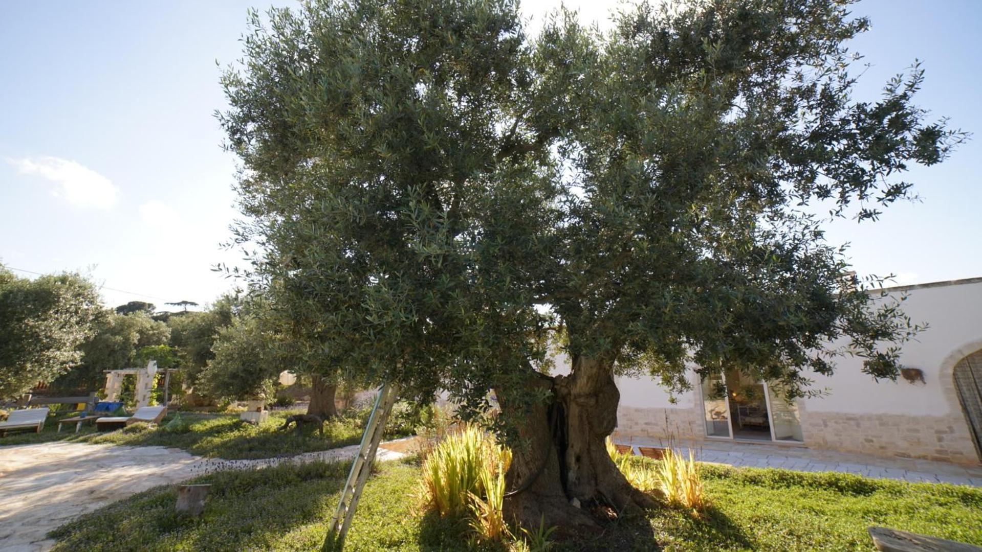 Dimora Trullivo, Charming House Villa Castellana Grotte Exterior foto